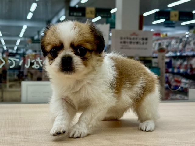 愛知県のハーフ犬・ミックス犬 (ペッツワン名古屋大高インター店/2024年10月2日生まれ/男の子/レッドホワイト)の子犬