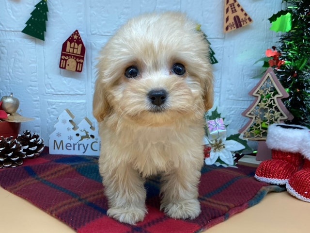 福島県のハーフ犬・ミックス犬 (ペッツワン会津若松店/2024年9月29日生まれ/女の子/アプリコット)の子犬