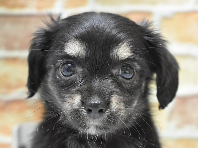 千葉県のハーフ犬・ミックス犬 (ペッツワン稲沢ハーモニーランド店/2024年7月22日生まれ/女の子/ブラックタン)の子犬