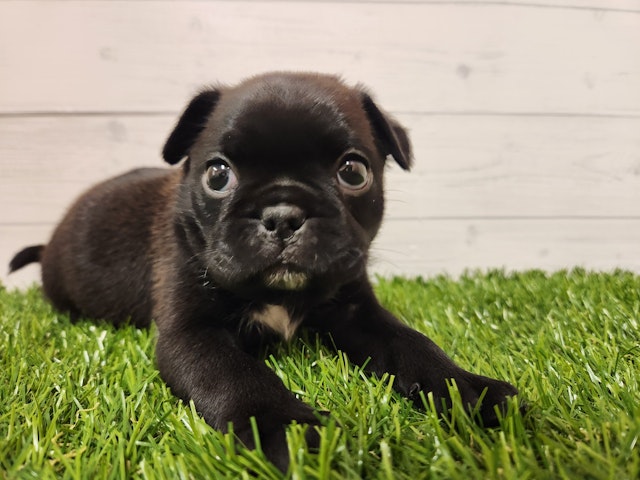 茨城県のハーフ犬・ミックス犬 (ペッツワン日立店/2024年10月6日生まれ/女の子/ブラックホワイト)の子犬