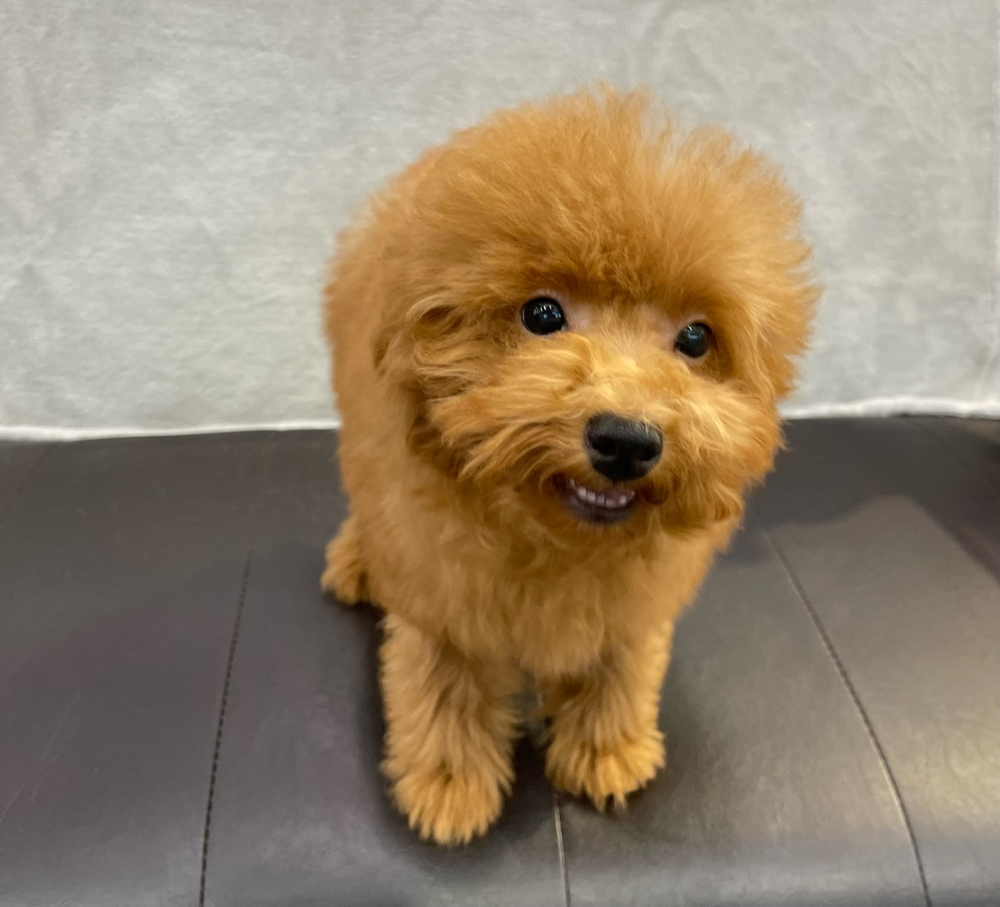 千葉県のトイプードル(トイ) (ペッツワン市原店/2024年8月2日生まれ/男の子/レッド)の子犬の3枚目の画像