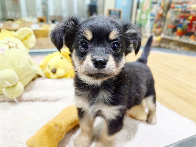 愛知県のハーフ犬・ミックス犬 (ペッツワン名古屋堀田店/2024年10月1日生まれ/男の子/ブラック)の子犬