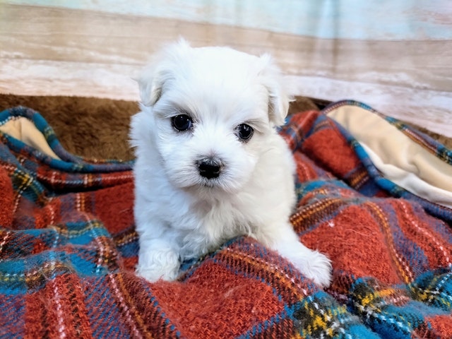 群馬県のマルチーズ (ペッツワン青柳店/2024年10月8日生まれ/女の子/ホワイト)の子犬