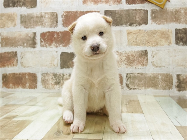 滋賀県の柴犬(標準サイズ) (ペッツワン彦根店/2024年10月5日生まれ/女の子/白)の子犬