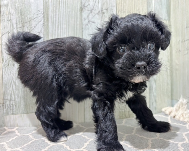 千葉県のハーフ犬・ミックス犬 (ペッツワン木更津金田店/2024年9月30日生まれ/男の子/ブラックホワイト)の子犬