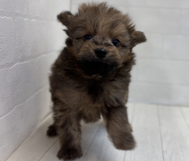 埼玉県のハーフ犬・ミックス犬 (ペッツワン大利根店/2024年10月1日生まれ/男の子/オレンジ)の子犬