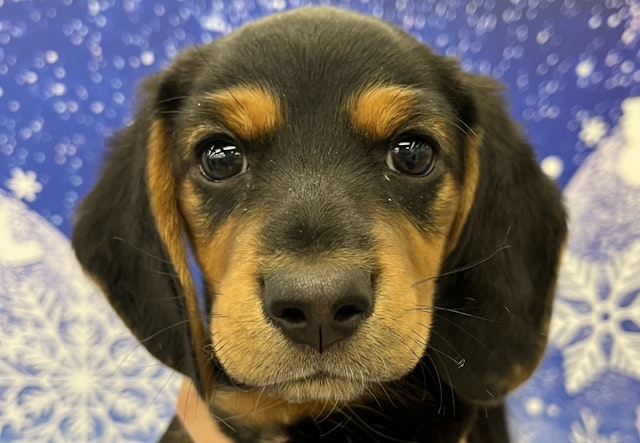 千葉県のハーフ犬・ミックス犬 (ペッツワン佐倉店/2024年9月20日生まれ/男の子/ブラックタン)の子犬