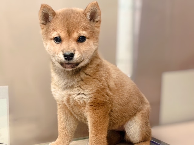 福島県の柴犬(標準サイズ) (ペッツワン郡山富田店/2024年9月28日生まれ/女の子/赤)の子犬