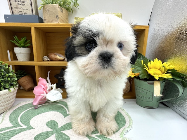 静岡県のシーズー (ペッツワン清水店/2024年10月1日生まれ/女の子/ゴールドホワイト)の子犬