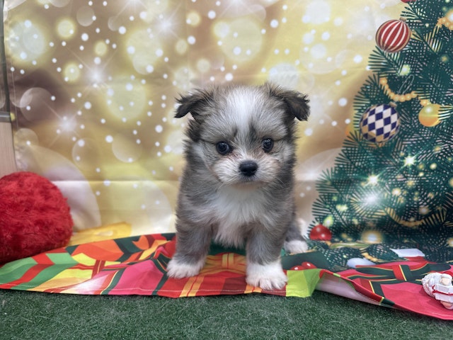 静岡県のハーフ犬・ミックス犬 (ペッツワン清水店/2024年10月1日生まれ/女の子/フォーンホワイト)の子犬