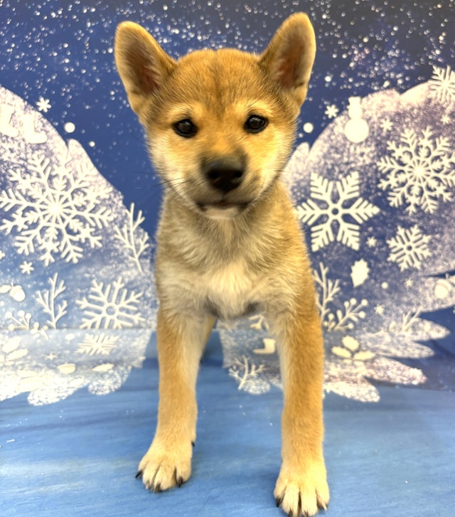 千葉県の柴犬(標準サイズ) (ペッツワン八街店/2024年9月28日生まれ/男の子/赤)の子犬