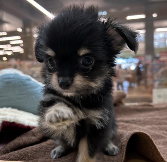 埼玉県のハーフ犬・ミックス犬 (ペッツワン鶴ヶ島店/2024年10月14日生まれ/男の子/ブラックタン)の子犬