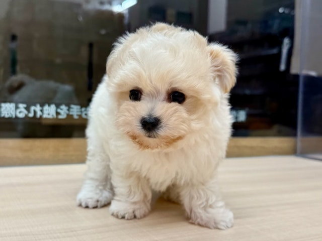 愛知県のハーフ犬・ミックス犬 (ペッツワン名古屋大高インター店/2024年10月16日生まれ/男の子/クリーム)の子犬