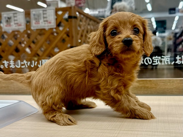 愛知県のハーフ犬・ミックス犬 (ペッツワン名古屋大高インター店/2024年10月18日生まれ/女の子/クリーム)の子犬