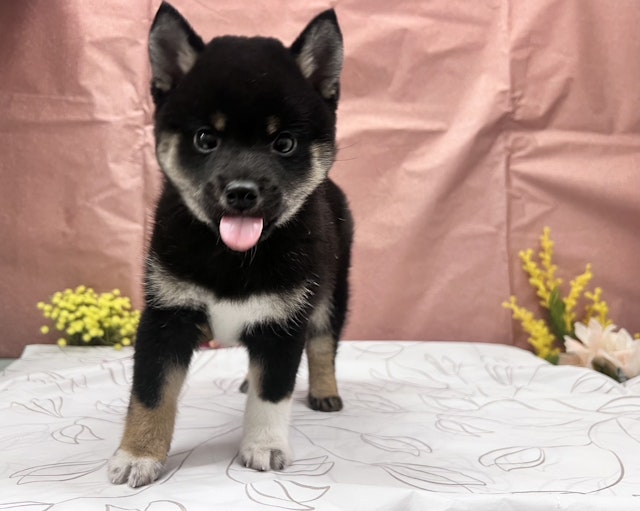 茨城県の柴犬(標準サイズ) (ペッツワン石岡玉里店/2024年10月10日生まれ/男の子/黒)の子犬