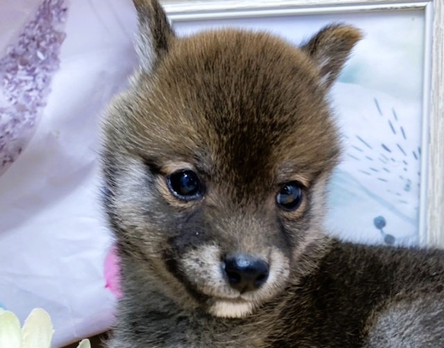 静岡県の豆柴 (ペッツワン富士宮小泉店/2024年10月10日生まれ/男の子/レッド)の子犬