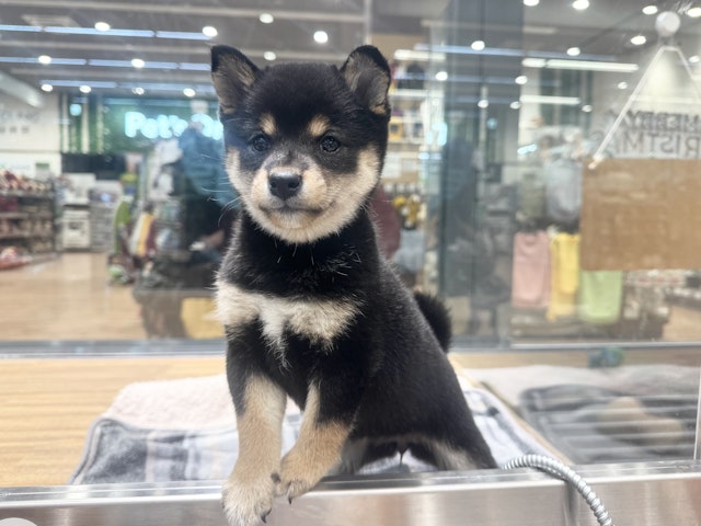 愛知県の柴犬(標準サイズ) (ペッツワン名古屋堀田店/2024年10月18日生まれ/女の子/黒)の子犬