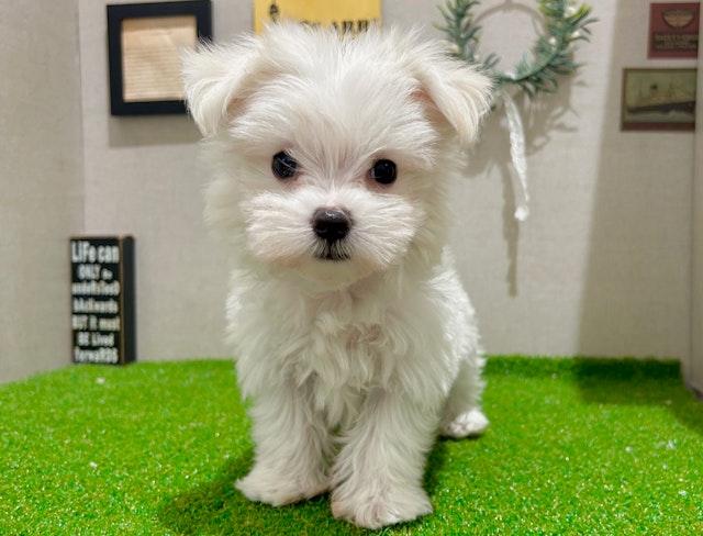 茨城県のマルチーズ (ペッツワン水戸店/2024年10月14日生まれ/女の子/ホワイト)の子犬