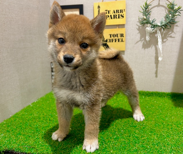 茨城県の柴犬(標準サイズ) (ペッツワン水戸店/2024年10月17日生まれ/男の子/赤)の子犬