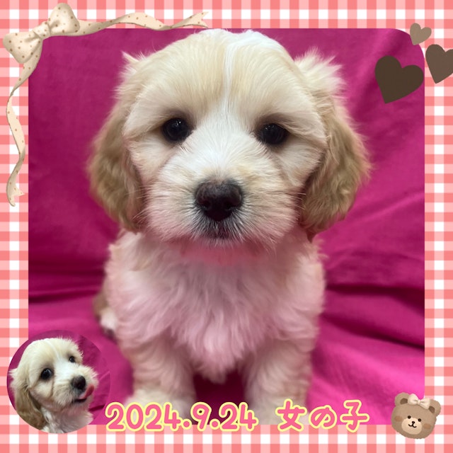 神奈川県のハーフ犬・ミックス犬 (ペッツワンりんかんモール店/2024年9月27日生まれ/女の子/クリーム)の子犬