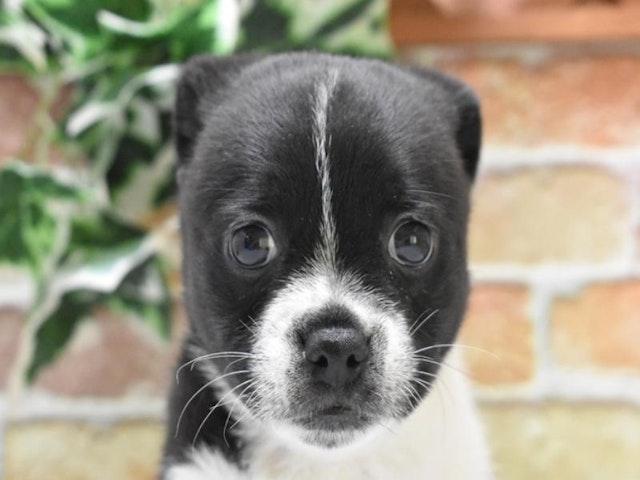 愛知県のハーフ犬・ミックス犬 (ペッツワン名古屋守山店/2024年9月7日生まれ/女の子/ブラックホワイト)の子犬