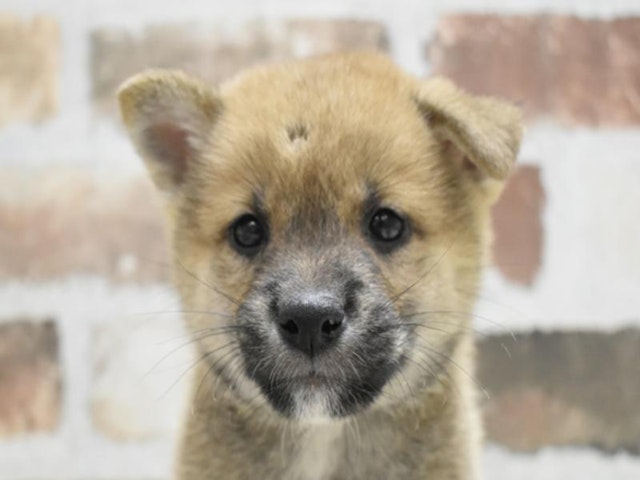 愛知県の柴犬(標準サイズ) (ペッツワン名古屋守山店/2024年9月10日生まれ/男の子/赤)の子犬