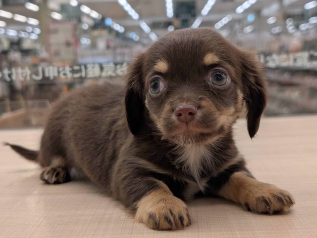 愛知県のハーフ犬・ミックス犬 (ペッツワン名古屋大高インター店/2024年10月23日生まれ/女の子/チョコレートタン)の子犬