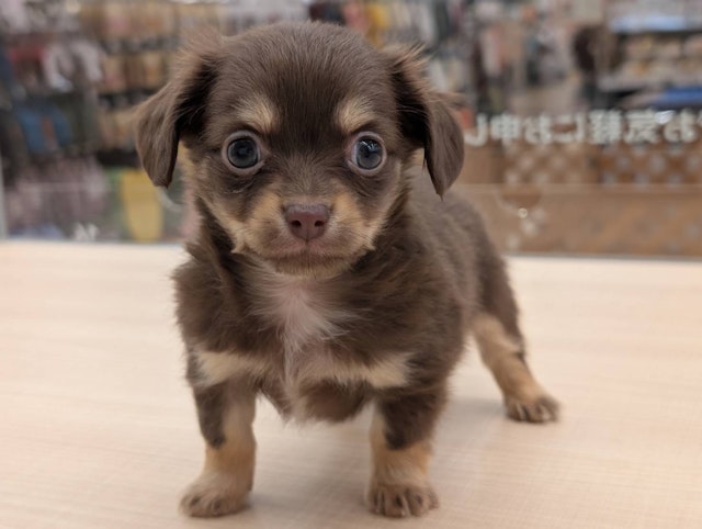 愛知県のハーフ犬・ミックス犬 (ペッツワン名古屋大高インター店/2024年10月23日生まれ/男の子/チョコレートタン)の子犬