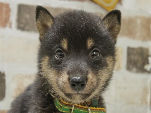 滋賀県の柴犬(標準サイズ) (ペッツワン甲賀店/2024年7月20日生まれ/男の子/黒)の子犬