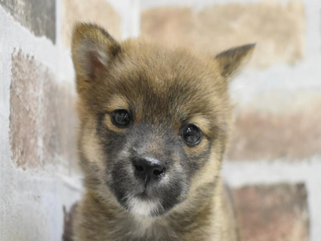 滋賀県の豆柴 (ペッツワン彦根店/2024年10月1日生まれ/男の子/レッド)の子犬