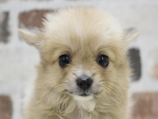 千葉県のハーフ犬・ミックス犬 (ペッツワン稲沢ハーモニーランド店/2024年9月16日生まれ/女の子/フォーン)の子犬