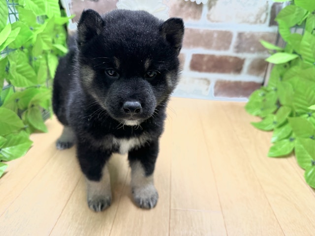 福島県の柴犬(標準サイズ) (ペッツワン白河モール店/2024年10月25日生まれ/男の子/ブラック)の子犬