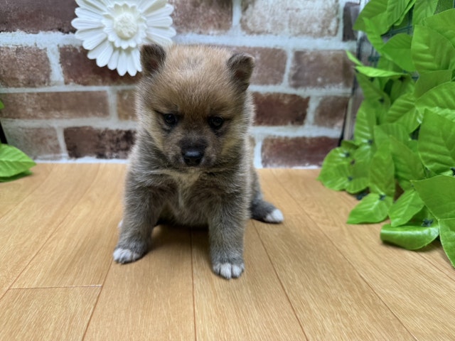 福島県のハーフ犬・ミックス犬 (ペッツワン白河モール店/2024年10月26日生まれ/男の子/その他色)の子犬