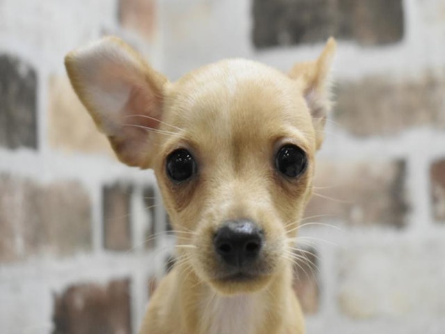 三重県のハーフ犬・ミックス犬 (ペッツワン明和店/2024年10月1日生まれ/男の子/レッド)の子犬