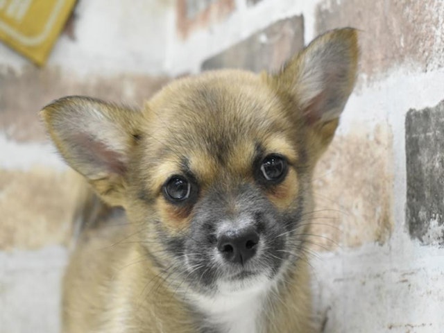 三重県のハーフ犬・ミックス犬 (ペッツワン明和店/2024年10月8日生まれ/男の子/レッド)の子犬