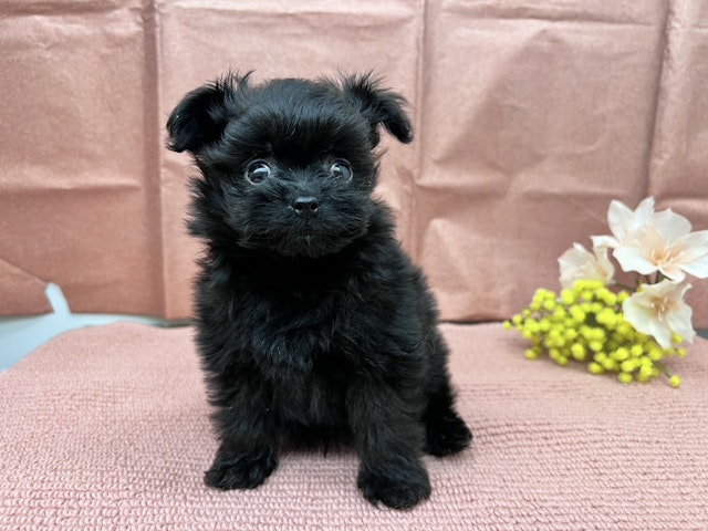 茨城県のハーフ犬・ミックス犬 (ペッツワン石岡玉里店/2024年10月29日生まれ/男の子/黒)の子犬