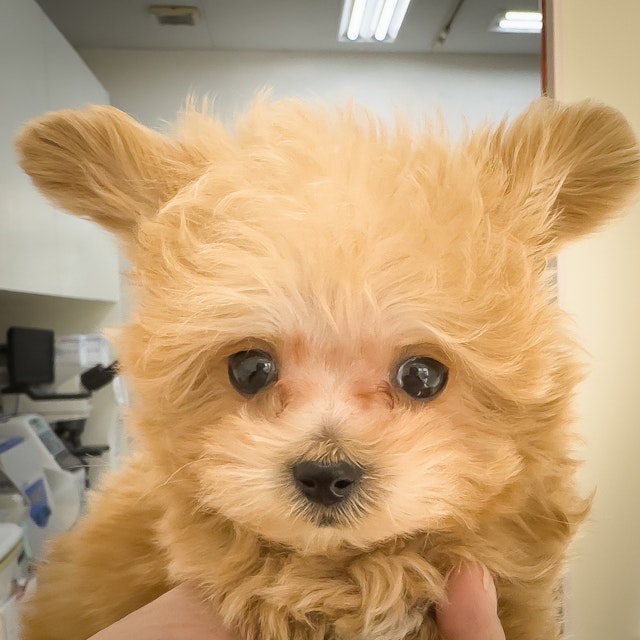 千葉県のハーフ犬・ミックス犬 (ペッツワン八街店/2024年10月5日生まれ/男の子/レッド)の子犬