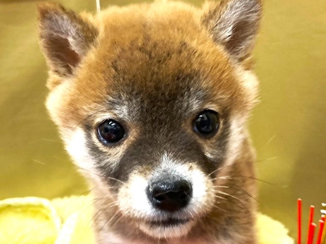 埼玉県の豆柴 (ペッツワン羽生店/2024年10月29日生まれ/男の子/赤)の子犬