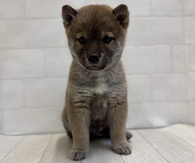 埼玉県の豆柴 (ペッツワン大利根店/2024年11月1日生まれ/男の子/赤)の子犬