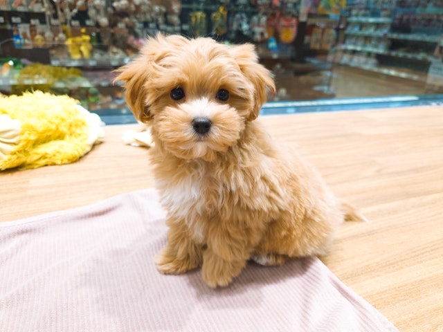 愛知県のハーフ犬・ミックス犬 (ペッツワン名古屋堀田店/2024年11月3日生まれ/女の子/オレンジ)の子犬