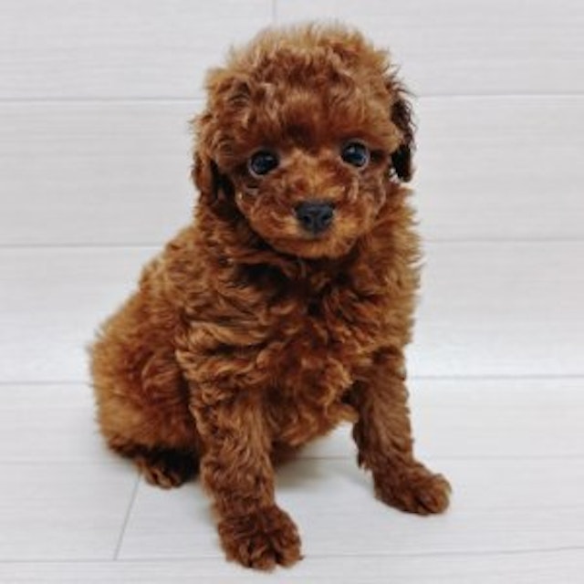 千葉県のトイプードル(トイ) (ペッツワン館山店/2024年9月10日生まれ/男の子/レッド)の子犬