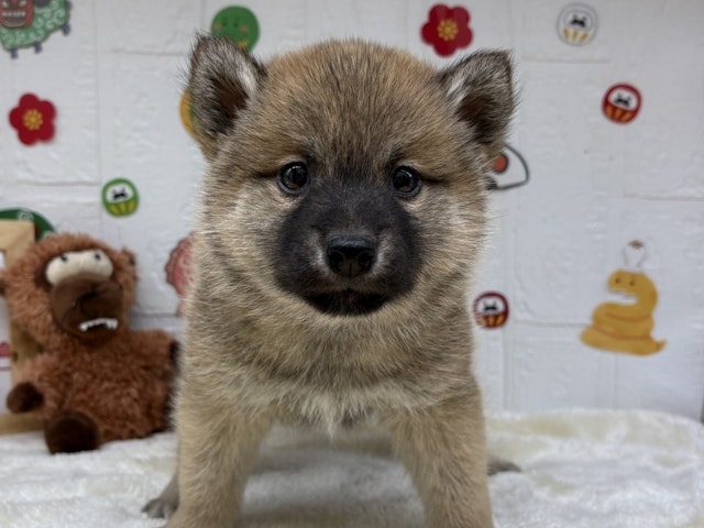 福島県のハーフ犬・ミックス犬 (ペッツワン会津若松店/2024年11月9日生まれ/男の子/赤)の子犬