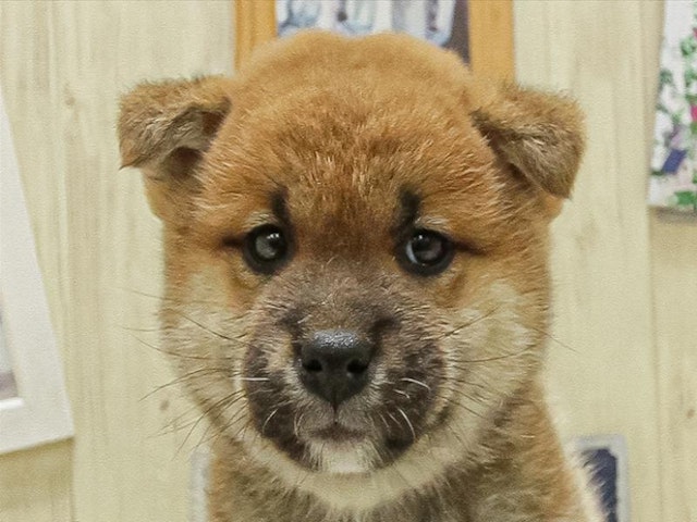 千葉県の柴犬(標準サイズ) (ペッツワン稲沢ハーモニーランド店/2024年11月10日生まれ/女の子/赤)の子犬