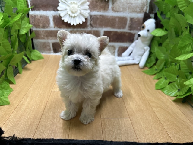 福島県のハーフ犬・ミックス犬 (ペッツワン白河モール店/2024年11月8日生まれ/女の子/クリーム)の子犬