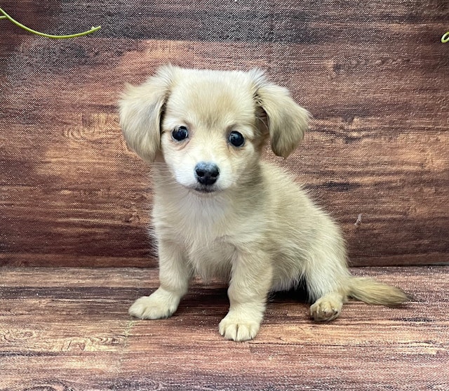 千葉県のハーフ犬・ミックス犬 (ペッツワン市原店/2024年11月12日生まれ/女の子/その他色)の子犬