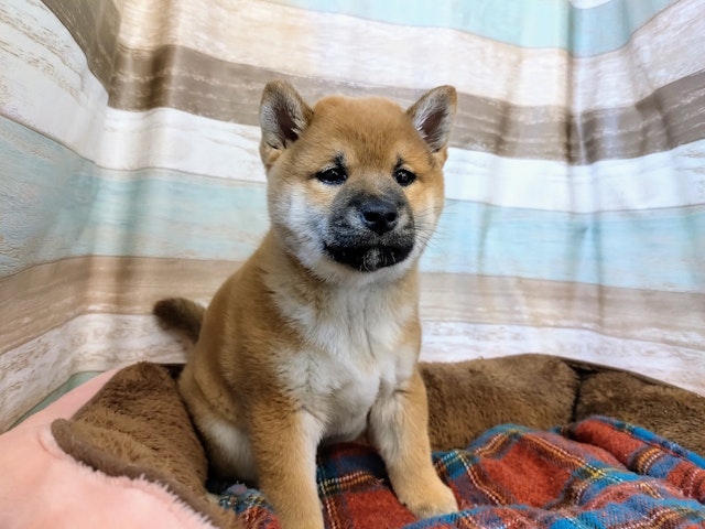 群馬県の柴犬(標準サイズ) (ペッツワン青柳店/2024年11月7日生まれ/女の子/赤)の子犬