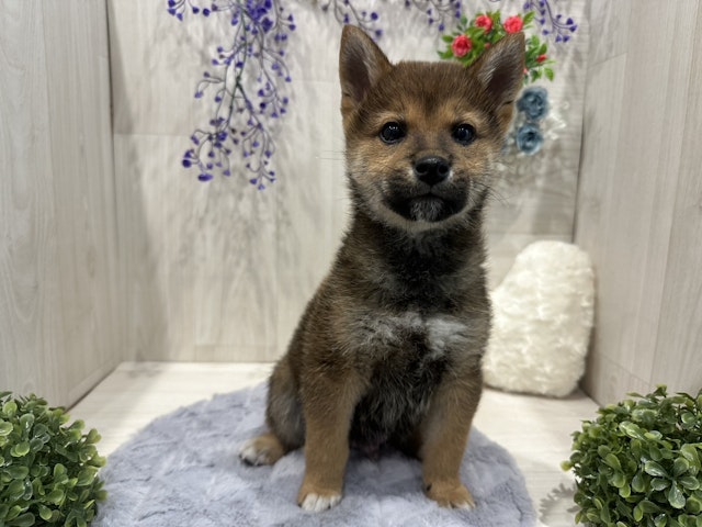 埼玉県の柴犬(標準サイズ) (ペッツワン東松山高坂店/2024年10月12日生まれ/男の子/赤)の子犬