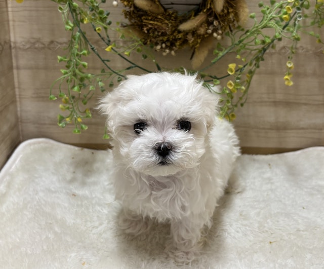 三重県のハーフ犬・ミックス犬 (ペッツワンみえ川越インター店/2024年11月16日生まれ/女の子/ホワイト)の子犬