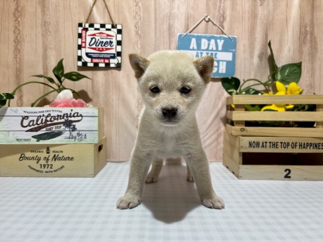 静岡県の豆柴 (ペッツワン浜松市野店/2024年11月15日生まれ/男の子/ホワイト)の子犬