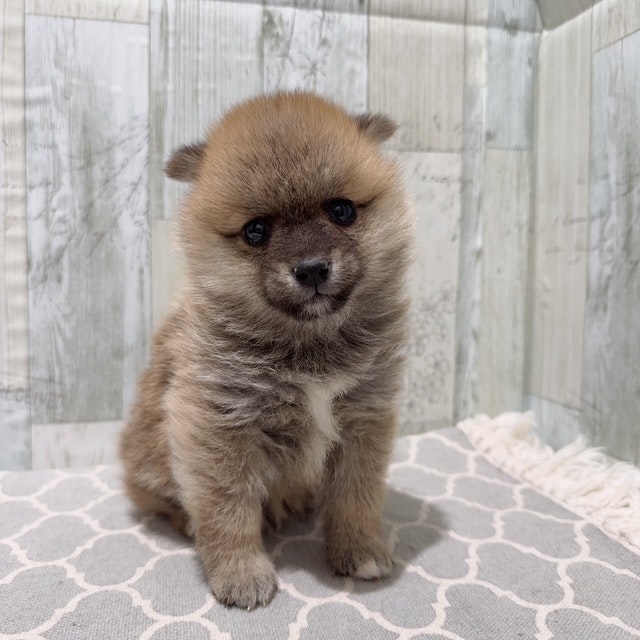 千葉県のハーフ犬・ミックス犬 (ペッツワン木更津金田店/2024年11月19日生まれ/男の子/赤)の子犬